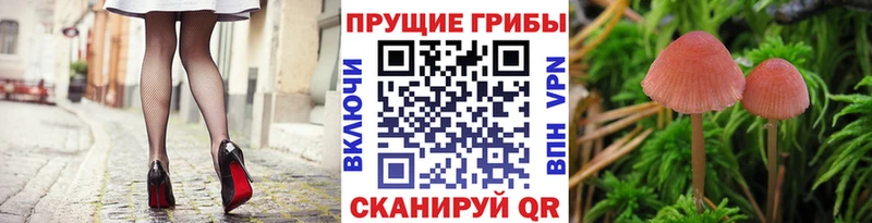 где найти наркотики  Рошаль  Галлюциногенные грибы мицелий 